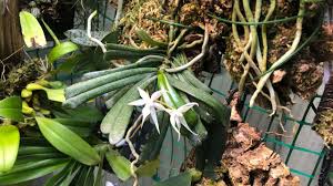 Image result for Aerangis kirkii