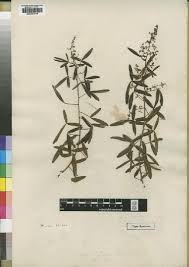 Image result for Trichoscypha lucens