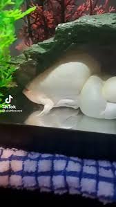 Its name is derived from the three short claws on each hind foot, which it uses to tear apart its food. Albino African Clawed Frog 9gag