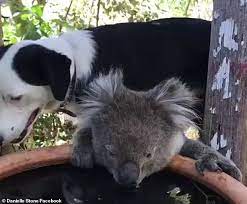 Koalas need to sleep for between 18 and 22 hours because the things they eat, eucalyptus leaves, take lots of time and energy to digest. Dog Shares Drink With Koala Amid Australian Bushfire Crisis Daily Mail Online