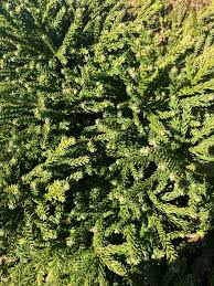 Image result for Cryptomeria