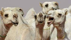 The djinn made a magic that puffed up the camels back into a humph (or hump) and condemned him to work for three days without eating, living on his hump instead, to. Do Camels Really Store Water In Their Humps Conservation Dw 23 03 2018