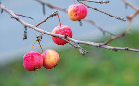 A 2 inch (5 cm.) layer of mulch applied every spring provides sufficient nutrients for a crabapple tree. Pemberton To Remove Crabapple Trees On Portage Road Pique Newsmagazine