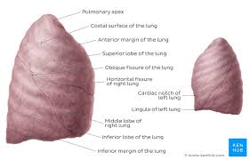 The lung parenchyma is that portion of the lungs involved in gas exchange. Lung Anatomy Blood Supply Innervation Functions Kenhub