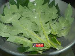 We did not find results for: Relatif Siri 05 Penawar Dari Daun Betik