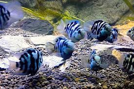 The head and body feathers have slight white edges. How To Keep The Mini Blue Parrot Fish