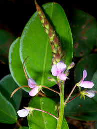 Image result for Desmodium subsecundum