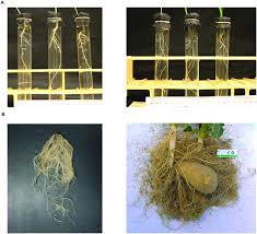 Image result for Vigna radicans