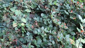 Image result for Hylodesmum repandum