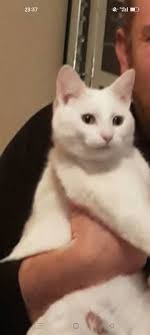 FOUND** by a very kind resident- quite far from home! Missing Cat Wilmslow  SK9 Our black and white cat has gone missing since 25th June answering to  the name of snowdrop. She