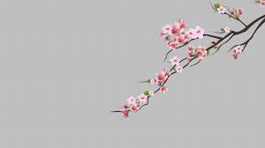 Maybe you would like to learn more about one of these? 24 Anime Cherry Blossom Wallpapers Wallpaperboat