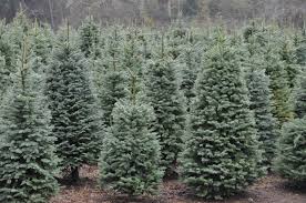Maybe you would like to learn more about one of these? Klopman Farms U Cut Christmas Trees 11 Recommendations Washougal Wa