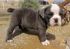 Currently have a litter of lilac and chocolate english bulldog puppies, some are even going to be minis!. Blue English Bulldog Puppy For Sale In Buckeye Arizona Classified Americanlisted Com