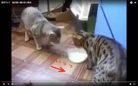 猫同士がミルクを譲り合う動画が可愛すぎ!｜猫の総合情報サイト ペットスマイルニュースforネコちゃん
