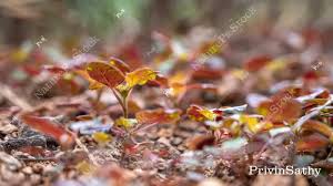 Image result for Boerhavia erecta