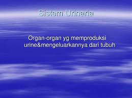 Sistem urinaria sistem urinaria terdiri atas : Jurnal Sistem Urinaria Anatomi Sistem Urinaria Ppt Download Ciarameyers