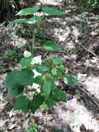 Image result for Wissadula