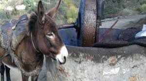 L Huile D Olive Dans Tous Ses Etats Le Matin D Algerie