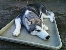 My Dog Lies Down On Its Stomach With Legs Wide Open Pets Stack Exchange