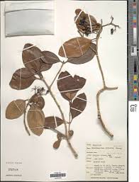 Image result for Coptosperma rhodesiacum