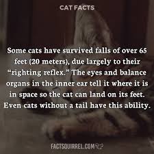 How many feet is 20 meters. Some Cats Have Survived Falls Of Over 65 Feet 20 Meters Due Largely Factsquirrel