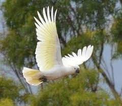 Australian Birds In Flight Images Cockatoo Flying Cockatoo Beautiful Birds Australian Birds
