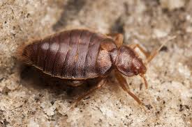 Bed bug behavior and habit. Ways To Identify Bed Bugs Residing In Your House