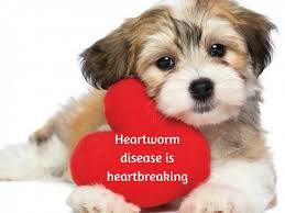 Image result for HEARTWORM IN DOGS