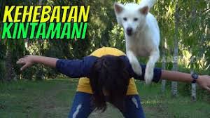 He was portrayed by mik byskov. Kehebatan Anjing Kintamani Si Otan 29 01 20 Part 1 Youtube