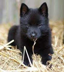 black puppy wolf credi volkchata volchak gienovye sobaki