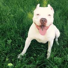 The red nose pitbull is an intelligent, active dog that is worth getting to know. American Pit Bull Terrier Red Nose Home Facebook