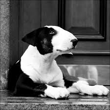 Black And White Bull Terrier Wonderful Bullterrier English Bull Terrier Dog Terriers Dogs Dogphoto Animals Bull Terrier Mini Bull Terriers English Bull Terriers