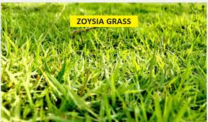 Plugging and sprigging a lawn. Zoysia Grass How To Grow In A Few Easy Steps 2021 E Agrovision