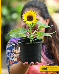 Image result for Asplenium uschiae