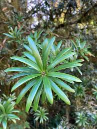 Image result for Podocarpus latifolius