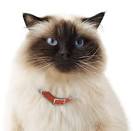 Himalayan For Sale in Virginia - Hoobly Classifieds