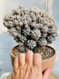 Image result for Ceropegia conrathii