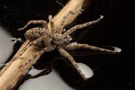 Over the next several days, try again once each day. The Marvelous Misunderstood Lives Of Common Spiders
