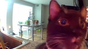 Feb 09, 2021 · staring fish, also known by the original caption do you fart, refers to an image of a lagoon triggerfish looking directly at the camera, usually paired with ironic, surreal or offensive captions. Cat Thinks Owner Is Stuck In Security Camera Coub The Biggest Video Meme Platform