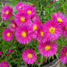 Image result for Asters `Jenny