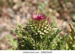 Image result for Carduus