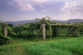 Image result for Wiesneria