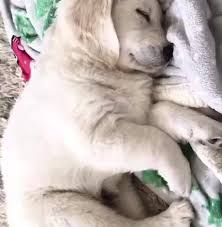 Goldens are merry companions that act like puppies well into adulthood. Golden Retriever Yorkies Home Facebook