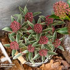 Image result for Aptosimum marlothii