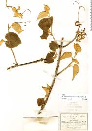 Image result for Ampelocissus abyssinica