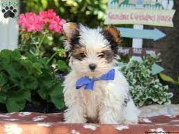 Biewer Terrier Puppies For Sale Greenfield Puppies Yorkie Puppy Biewer Yorkie Yorkie Terrier