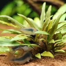 The Corydoras Team Work Harder Cleaning Algae Video Fish Tank Plants Tropical Freshwater Fish Freshwater Aquarium Fish