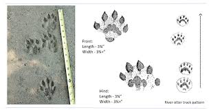 River Otter Tracks | Wildlife Illinois