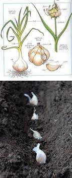 Abundant harvests depend on solid plant nutrition. Tips On How To Grow Garlic And Get The Best Results From Your Own Organic Garden Plants Growing Garlic Veggie Garden