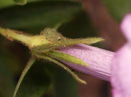 Image result for Ipomoea blepharophylla
